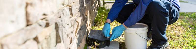 Wasp and Hornet Removal