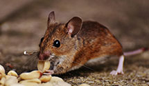 24 Hour & Emergency Exterminators in Ridge, NC